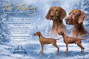 Помет от 29 января 2026 г. "Э"