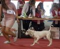 Чемпионат Мира 2015 и Клубные выставки в Милане