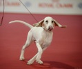 Чемпионат Мира 2015 и Клубные выставки в Милане