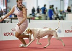 Чемпионат Мира 2015 и Клубные выставки в Милане
