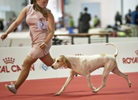 Чемпионат Мира 2015 и Клубные выставки в Милане