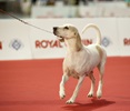 Чемпионат Мира 2015 и Клубные выставки в Милане
