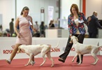 Чемпионат Мира 2015 и Клубные выставки в Милане