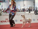 Чемпионат Мира 2015 и Клубные выставки в Милане