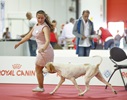 Чемпионат Мира 2015 и Клубные выставки в Милане