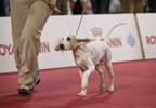 Чемпионат Мира 2015 и Клубные выставки в Милане