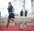 Чемпионат Мира 2015 и Клубные выставки в Милане