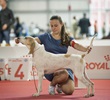Чемпионат Мира 2015 и Клубные выставки в Милане