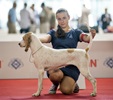Чемпионат Мира 2015 и Клубные выставки в Милане