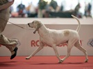 Чемпионат Мира 2015 и Клубные выставки в Милане