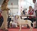 Чемпионат Мира 2015 и Клубные выставки в Милане