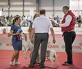 Чемпионат Мира 2015 и Клубные выставки в Милане